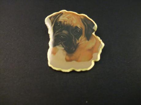 Boxer ,rashond wit, lichtbruin